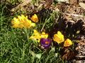 front yard crocuses.jpg